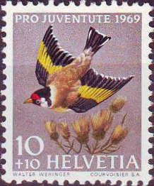 European Goldfinch (Carduelis carduelis)