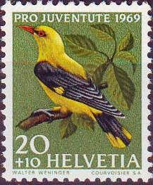 Golden Oriole (Oriolus oriolus)