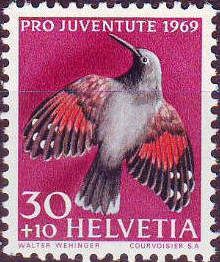 Wallcreeper (Tichodroma muraria)