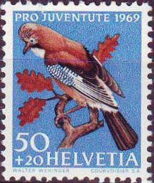 Eurasian Jay (Garrulus glandarius)
