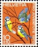 Eurasian Blue Tit (Parus caeruleus)