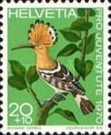Eurasian Hoopoe (Upupa epops)
