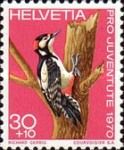 Great Spotted Woodpecker (Dendrocopos major)