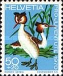 Great Crested Grebe (Podiceps cristatus)