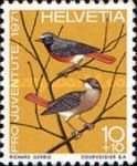 Common Redstart (Phoenicurus phoenicurus)