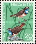 Bluethroat (Luscinia svecica)
