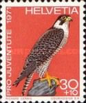 Peregrine Falcon (Falco peregrinus)