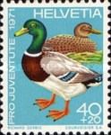 Mallard (Anas platyrhynchos)