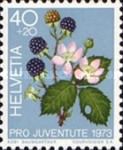 Blackberry (Rubus fruticosus)
