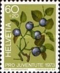 Blueberry (Vaccinium myrtillus)