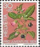 Belladonna (Atropa belladonna)
