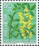 Golden Rain (Laburnum anagyroides)