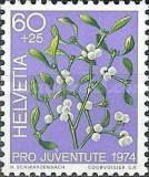European Mistletoe (Viscum album)