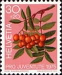 Rowan Tree (Sorbus aucuparia)