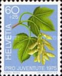Great Maple (Acer pseudoplatanus)