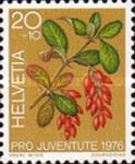 Berberis (Berberis sp.)