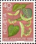 Lime (Tilia sp.)