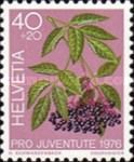 Black Elder (Sambucus nigra)