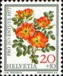 Austrian Copper Rose (Rosa foetida bicolor)
