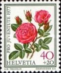 "Rose a Parfum de l'Hay"
