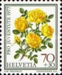 Persian Yellow Rose (Rosa foetida persiana)