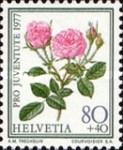 Moss Rose (Rosa centifolia muscosa)