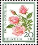 Roses "La belle Portugaise"