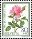 Roses "Madame Caroline testout"