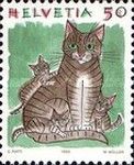Domestic Cat (Felis silvestris catus)