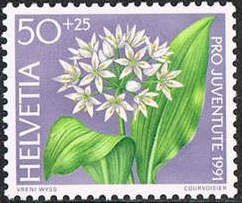 Ramsons/Wild Garlic (Allium ursinum)