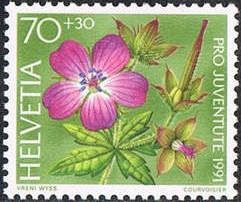 Wood Cranesbill (Geranium sylvaticum)