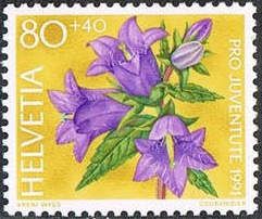 Nettle-leaved Bellflower (Campanula trachelium)