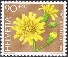 Wall Hawkweed (Hieracium murorum)