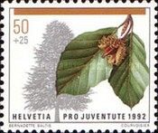 Common Beech (Fagus sylvatica)