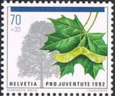 Norway Maple (Acer platanoides)