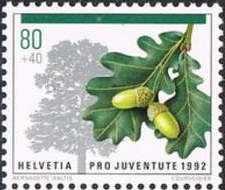 English Oak (Quercus robur)