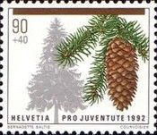 Norway Spruce (Picea abies)
