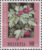 Cramp Bark (Viburnum opulus)