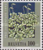 Dotted Mnium (Mnium punctatum)