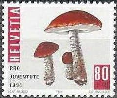Red–capped Scraber Stalk (Leccinum aurantiacum)