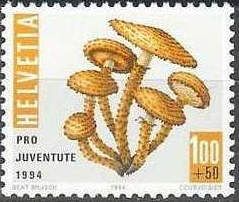 Shaggy Scalycap (Pholiota squarrosa)