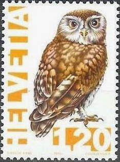 Little Owl (Athene noctua)