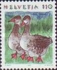 Goose (Anser anser domestica)