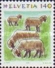 Sheep (Ovis ammon aries)