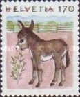 Donkey (Equus asinus asinus)