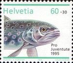 Brown Trout (Salmo trutta fario)