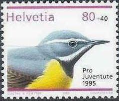 Grey Wagtail (Motacilla cinerea)