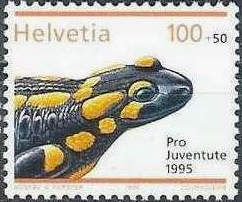 Fire Salamander (Salamandra salamandra)