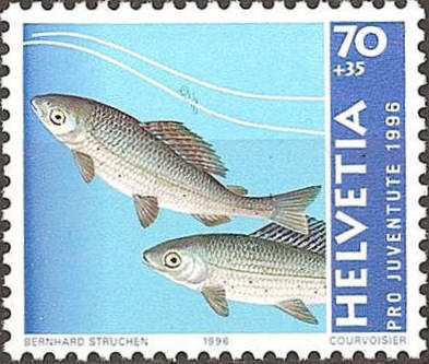 Grayling (Thymallus thymallus)