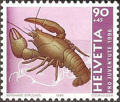 Noble Crayfish (Astacus astacus)